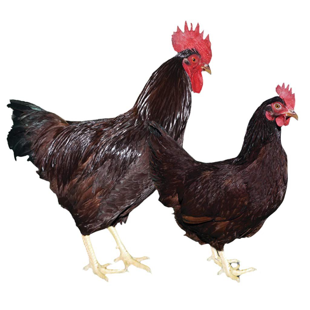 photo of rhode island red chicken