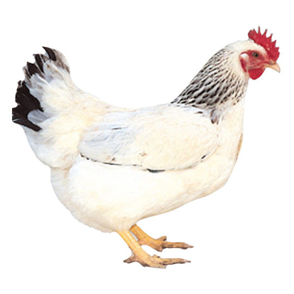 photo of columbian rock X chicken