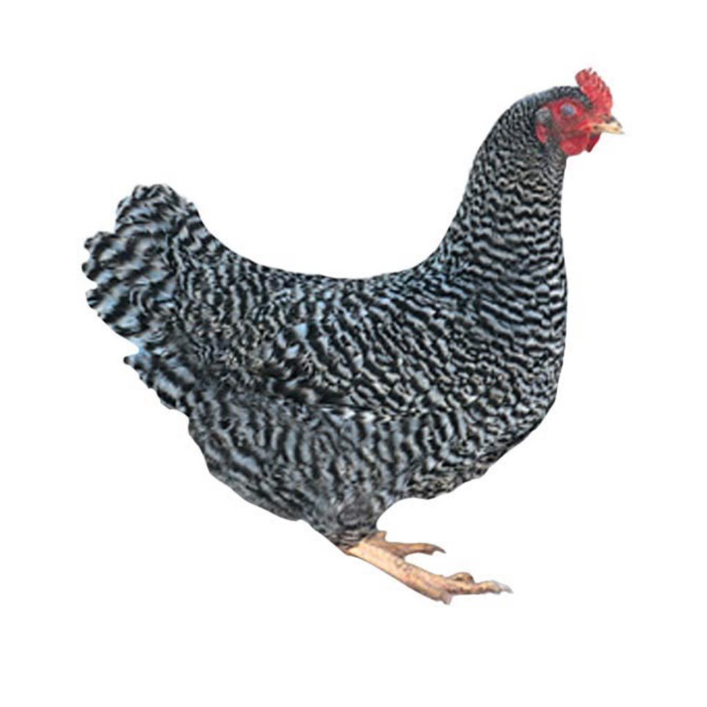photo of barred plymouth rock chicken