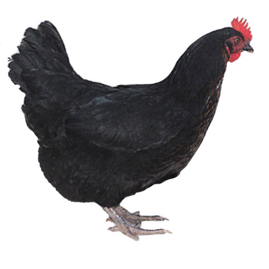 photo of black sex link chicken