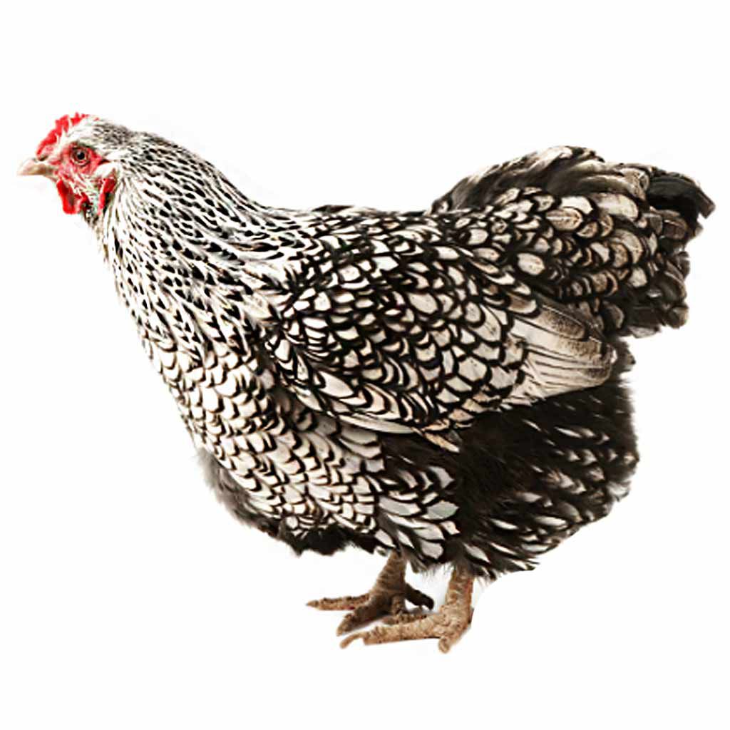 photo of silver laced wyandotte chicken