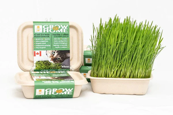 LUCKY KITTY CAT GRASS GROWING KIT WHEAT GRASS 200G