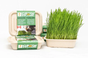 LUCKY KITTY CAT GRASS GROWING KIT WHEAT GRASS 200G