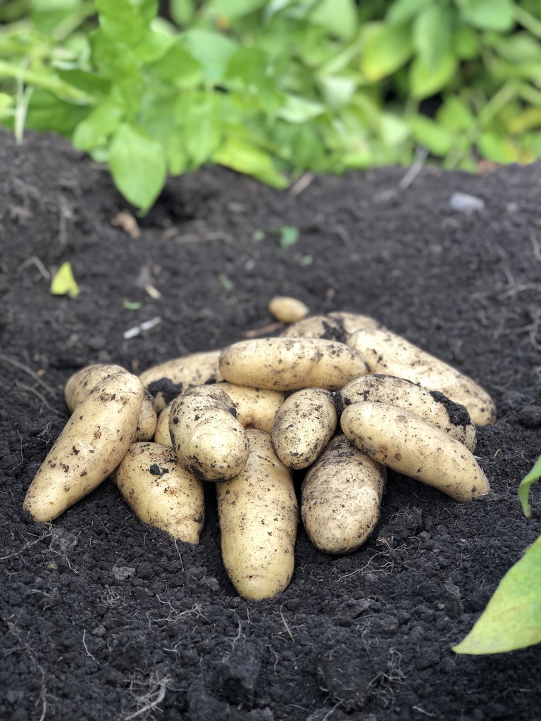 EARTH APPLES SNOW FINGER SEED POTATOES 2.2LBS
