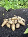 EARTH APPLES SNOW FINGER SEED POTATOES 2.2LBS