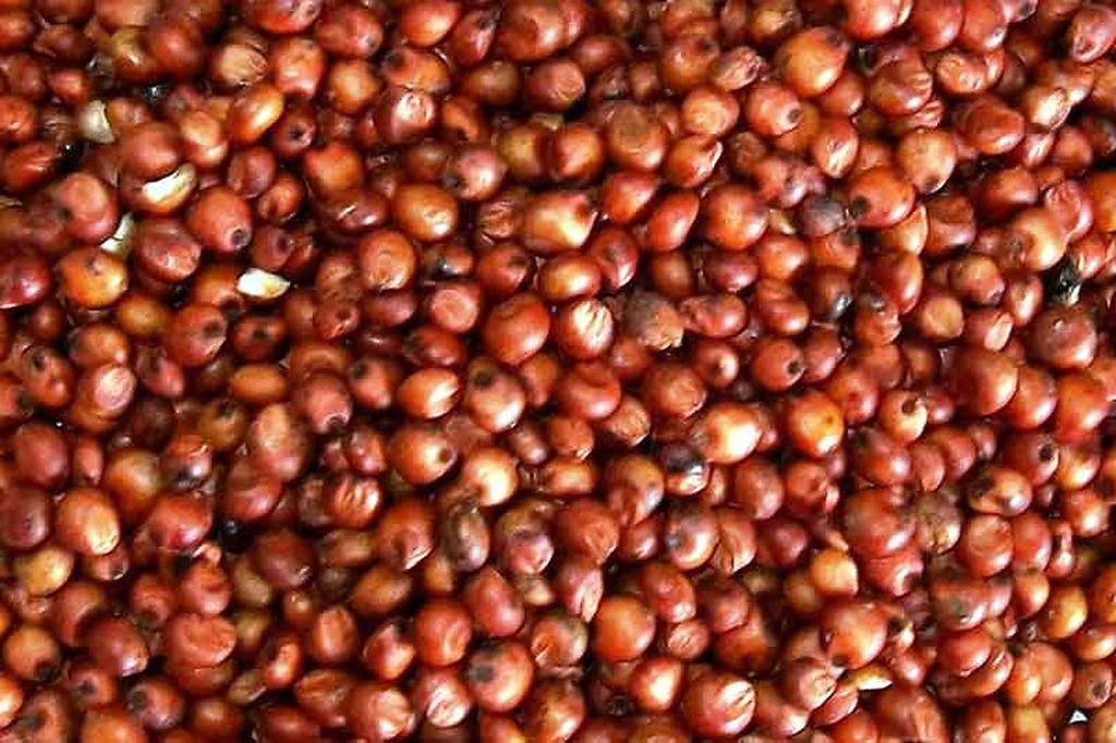 RED MILO 22.6KG