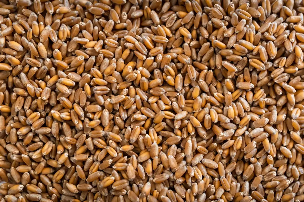 SO - BADEN D.C HARD RED WHEAT 22.8KG