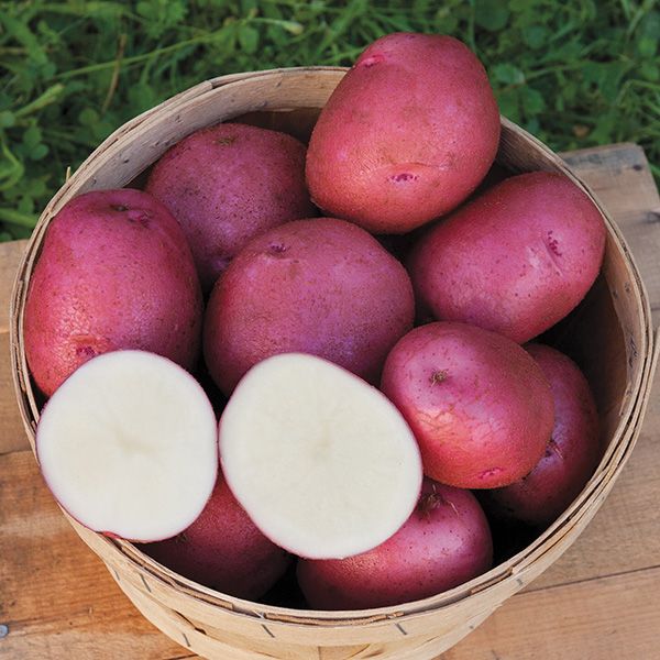 GOLDEN CREEK RED CHIEFTAN MID/LATE SEASON POTATOES 50LB