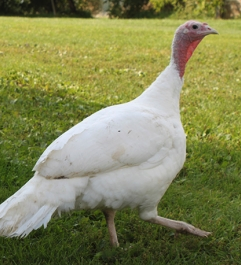 FREY'S DAY OLD TURKEY MINI CLASSIC WHITE NON-SEXED