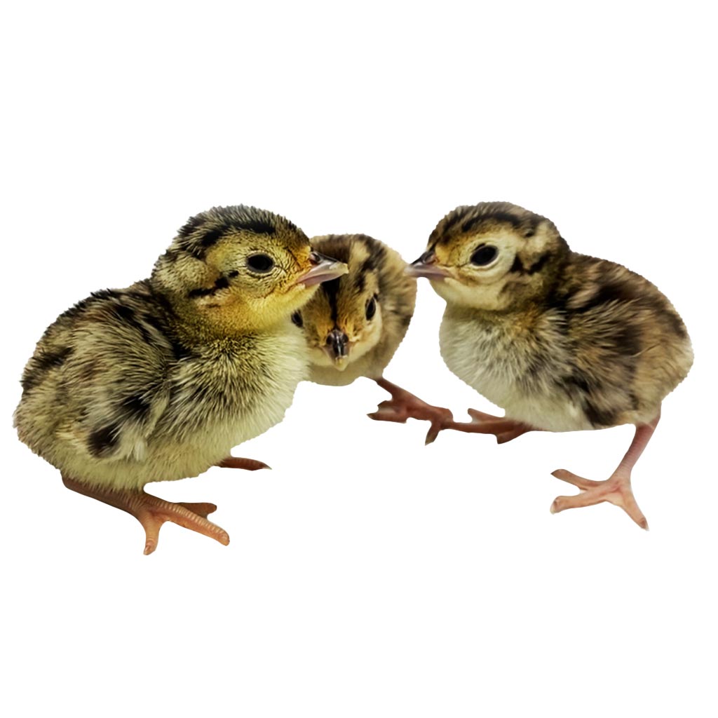 FREY'S DAY OLD RINGNECK PHEASANTS NON-SEXED