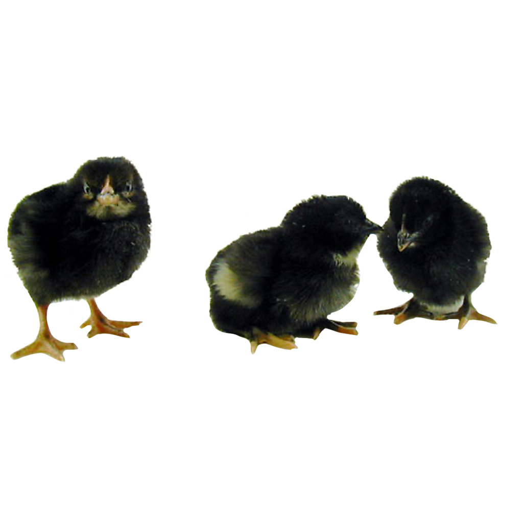 FREY'S DAY OLD BLACK SEX LINK PULLETS 