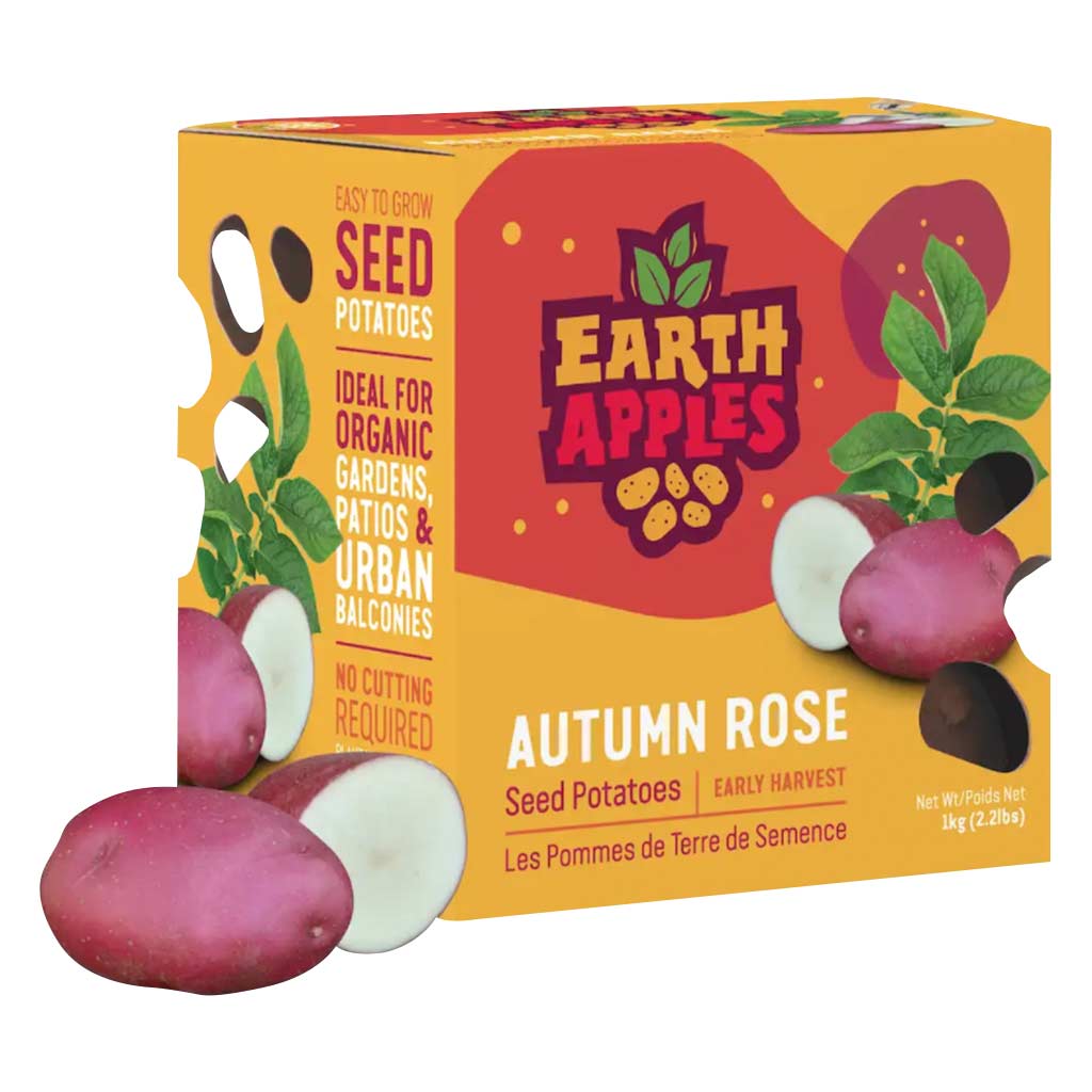 EARTH APPLES AUTUMN ROSE SEED POTATOES 2.2LBS