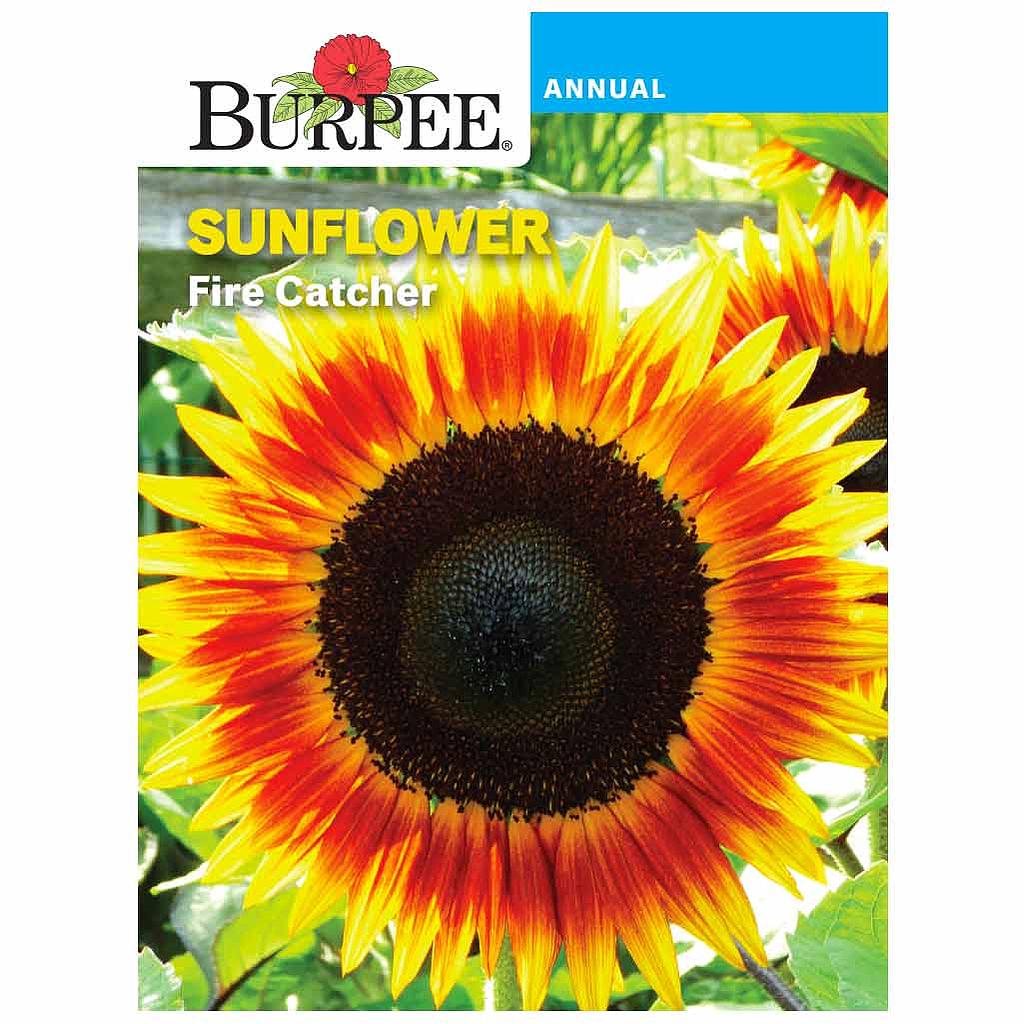 BURPEE SUNFLOWER - FIRE CATCHER