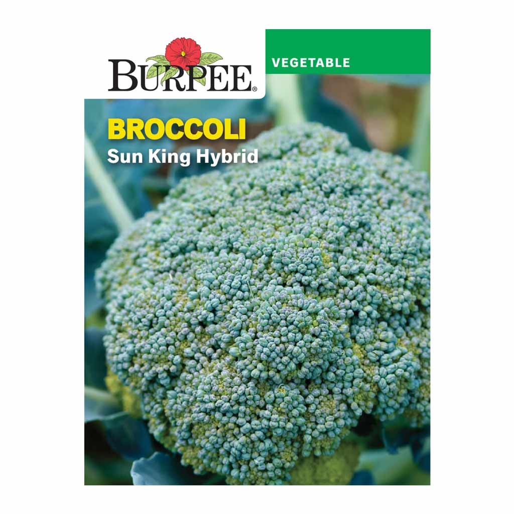 BURPEE BROCCOLI - SUN KING HYBRID