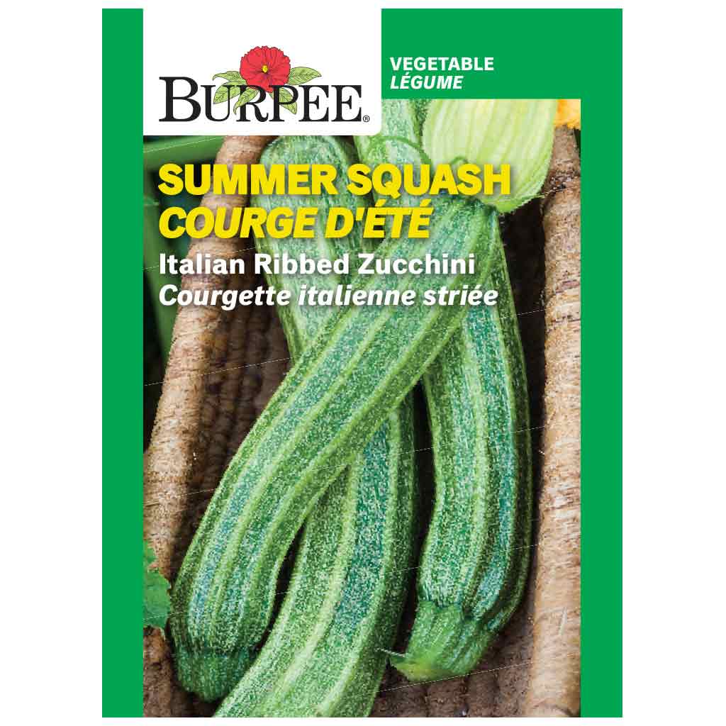 BURPEE SUMMER SQUASH - ITALIAN RIBBED ZUCCHINI