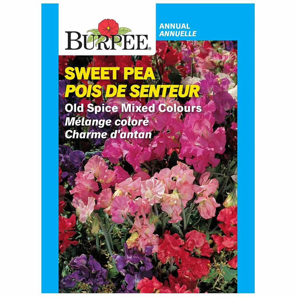 BURPEE SWEET PEA - OLD SPICE MIXED COLOURS