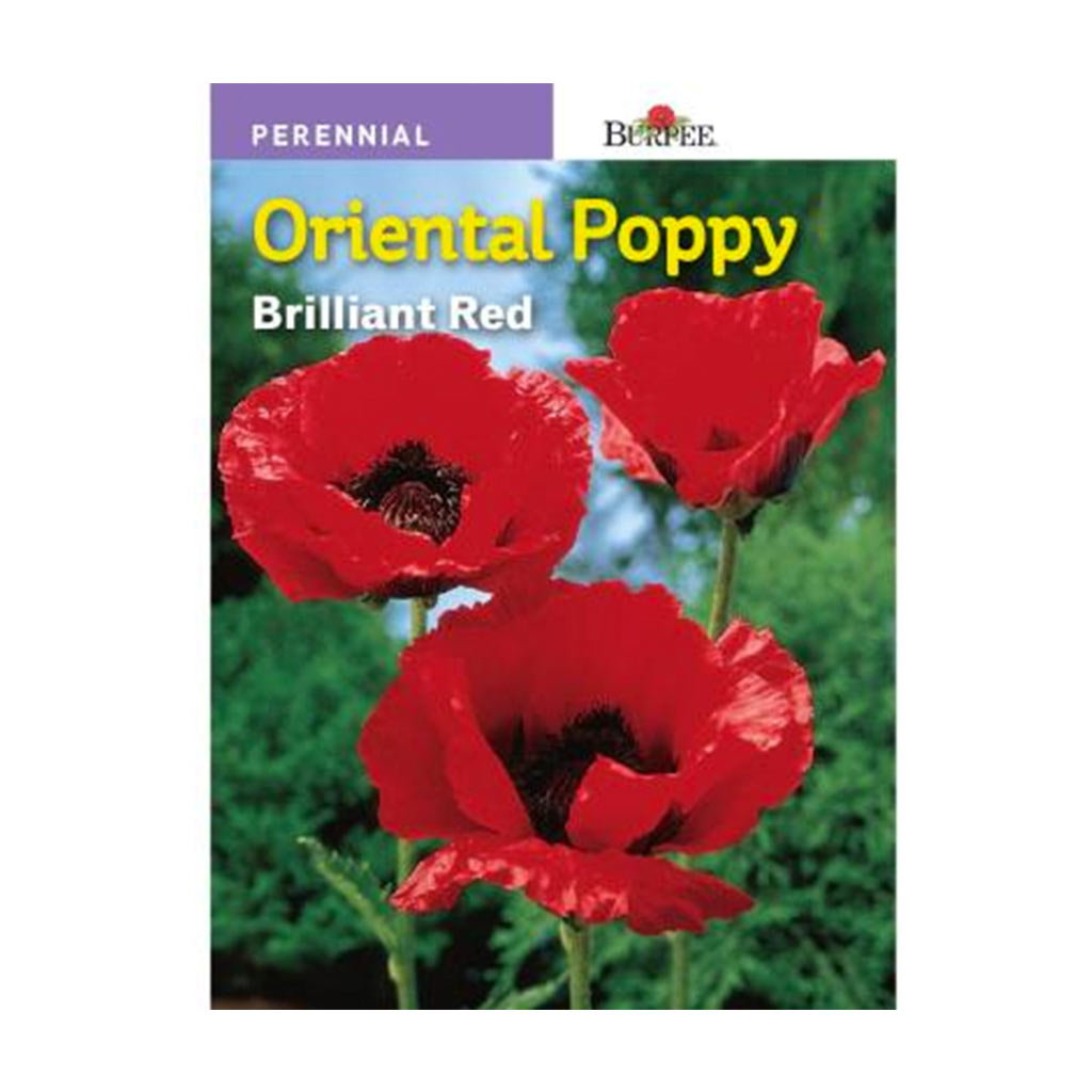 BURPEE ORIENTAL POPPY - BRILLIANT RED