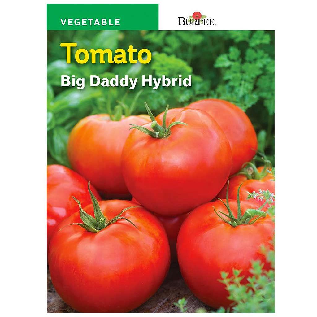 BURPEE TOMATO - BIG DADDY HYBRID