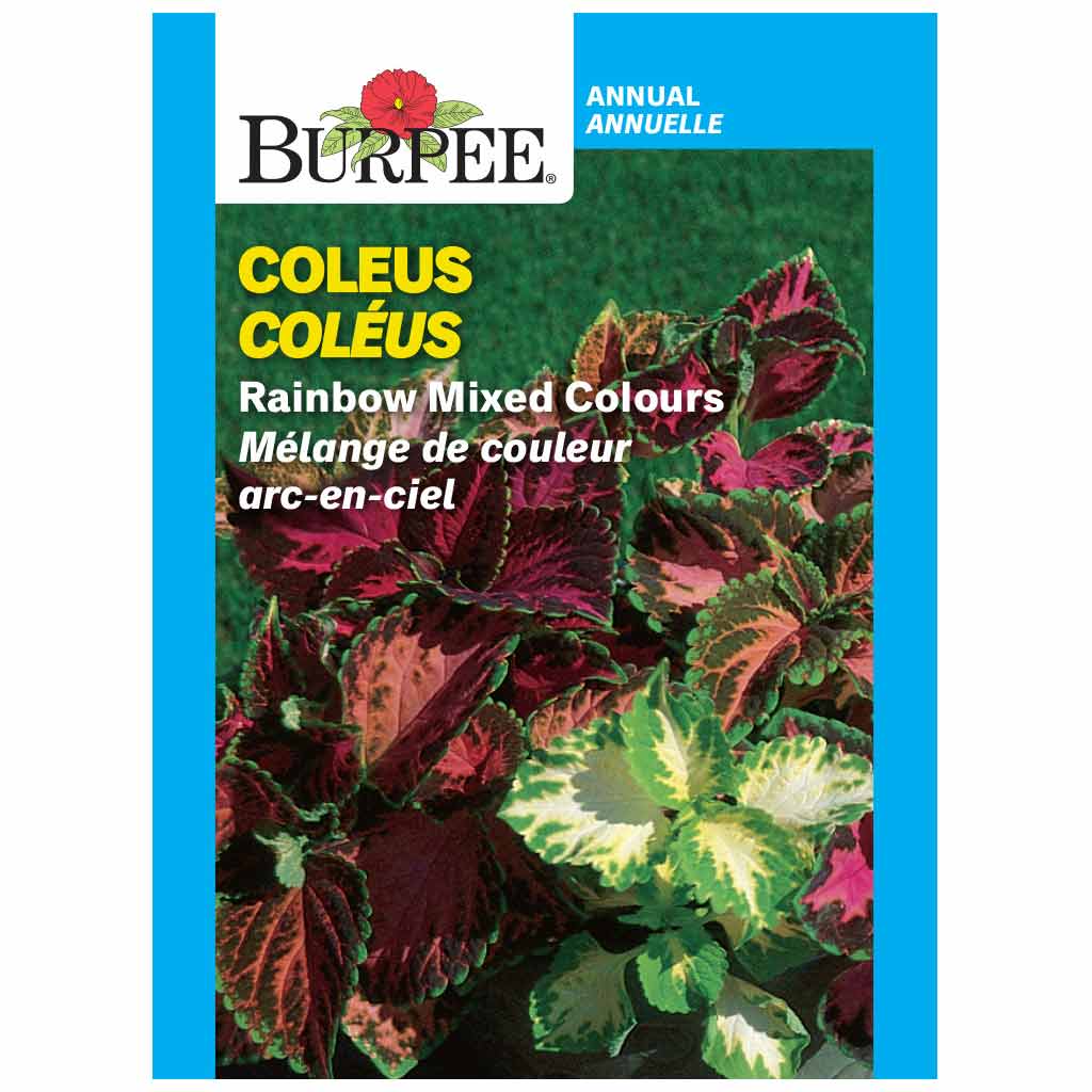 BURPEE COLEUS- RAINBOW MIXED COLOURS