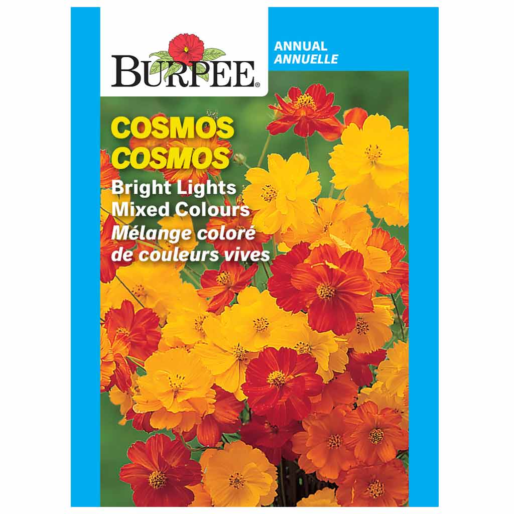 BURPEE COSMOS - BRIGHT LIGHTS MIXED COLOURS