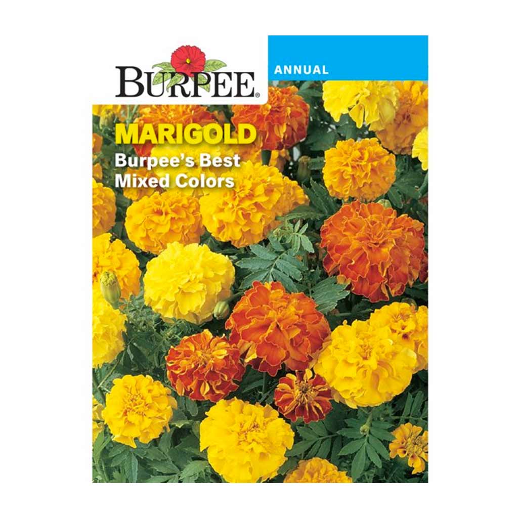 BURPEE MARIGOLD - BURPEE'S BEST MIXED COLOURS