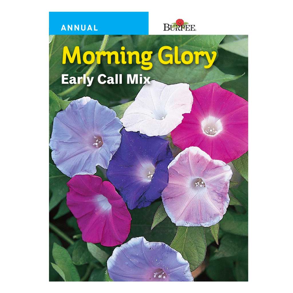 BURPEE MORNING GLORY - EARLY CALL MIXED COLOURS