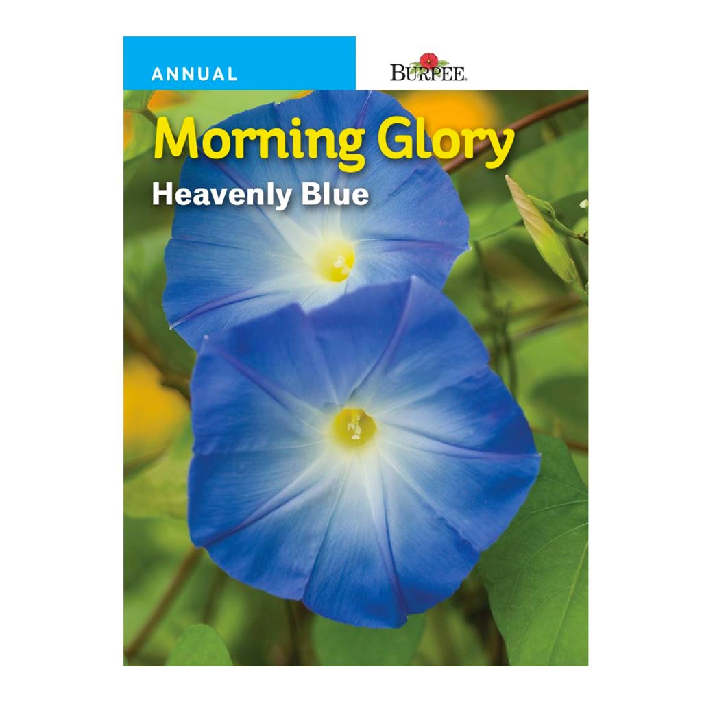 BURPEE MORNING GLORY - HEAVENLY BLUE