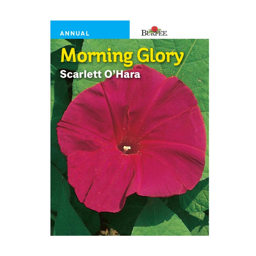 BURPEE MORNING GLORY - SCARLETT O'HARA