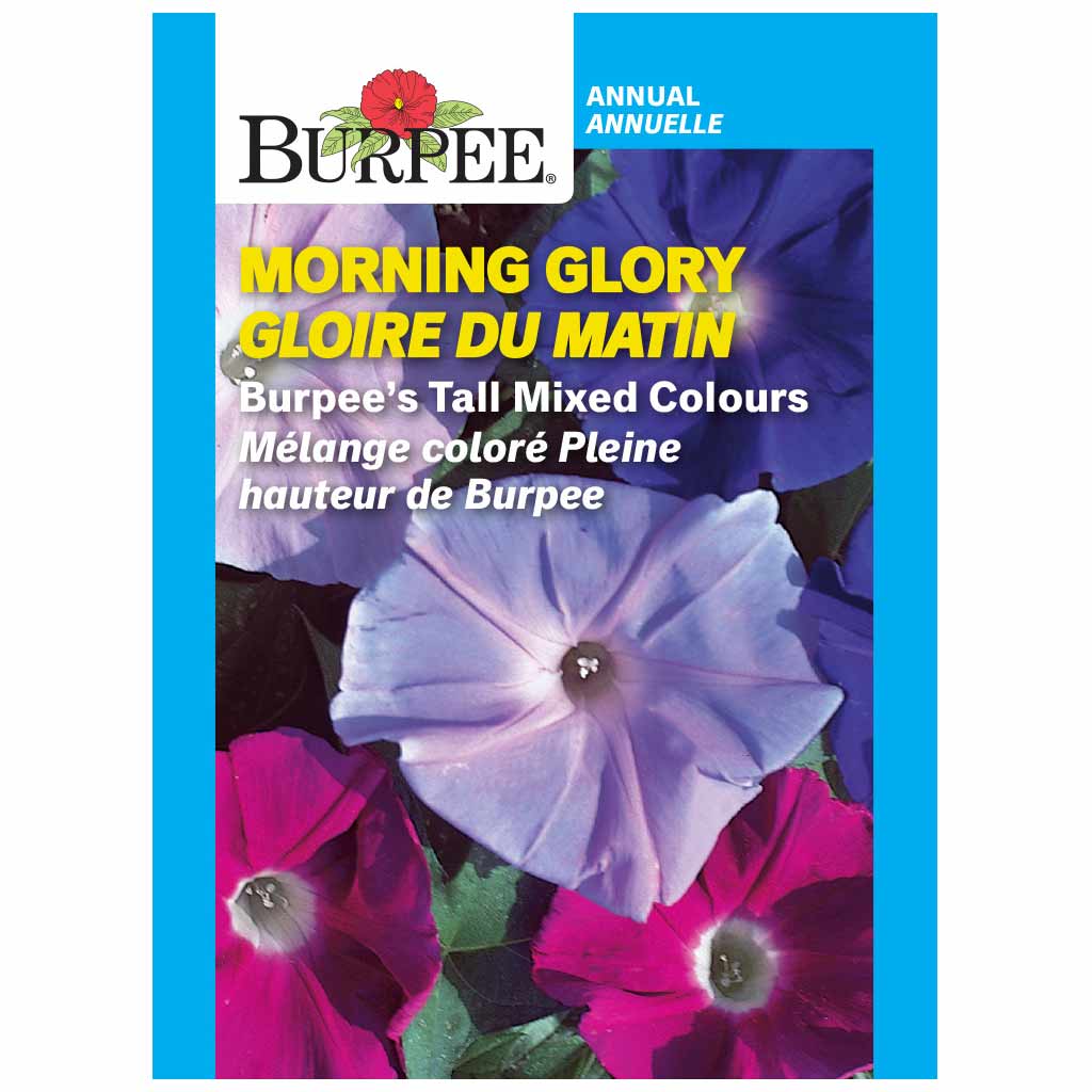 BURPEE MORNING GLORY - BURPEE'S TALL MIXED COLOURS