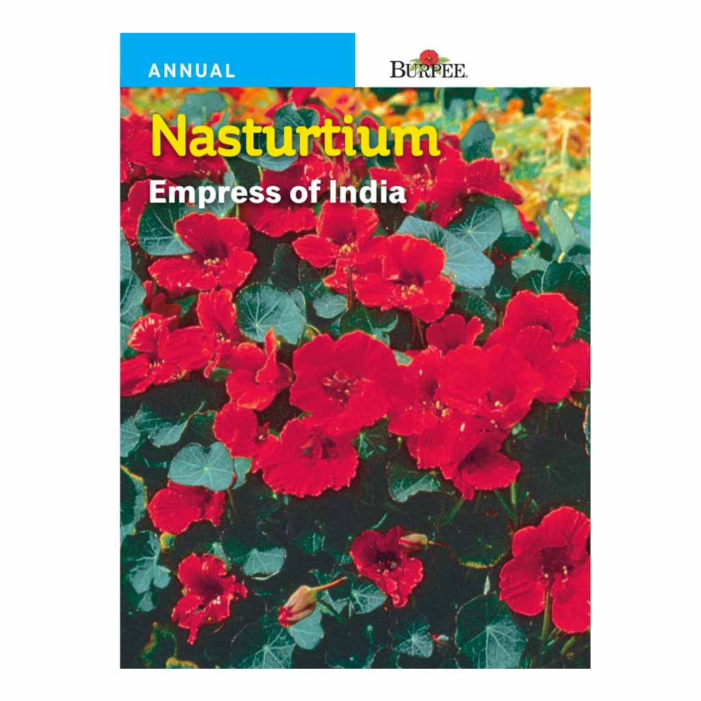 BURPEE NASTURTIUM - EMPRESS OF INDIA