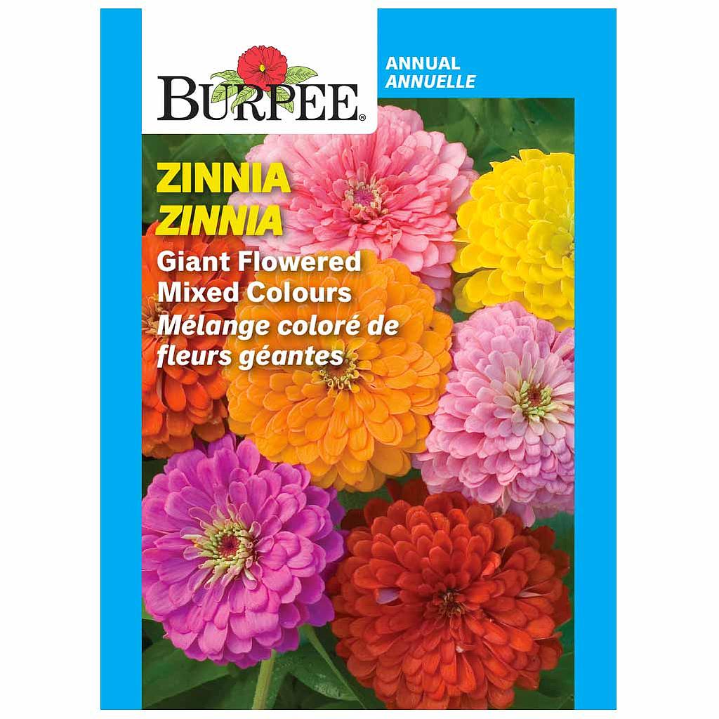 BURPEE ZINNIA - GIANT FLOWERED MIXED COLOURS