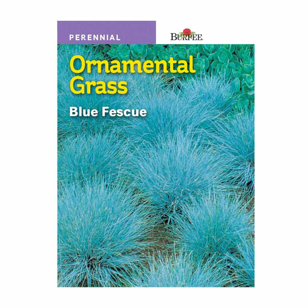 BURPEE ORNAMENTAL GRASS - BLUE FESCUE