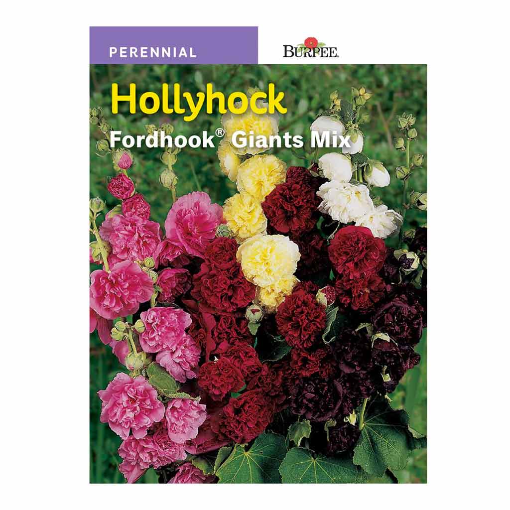 BURPEE HOLLYHOCK - FORHOOK GIANTS MIXED COLOURS
