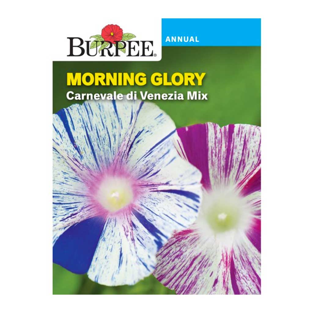 BURPEE MORNING GLORY - CARNEVALE DI VENEZIA MIX