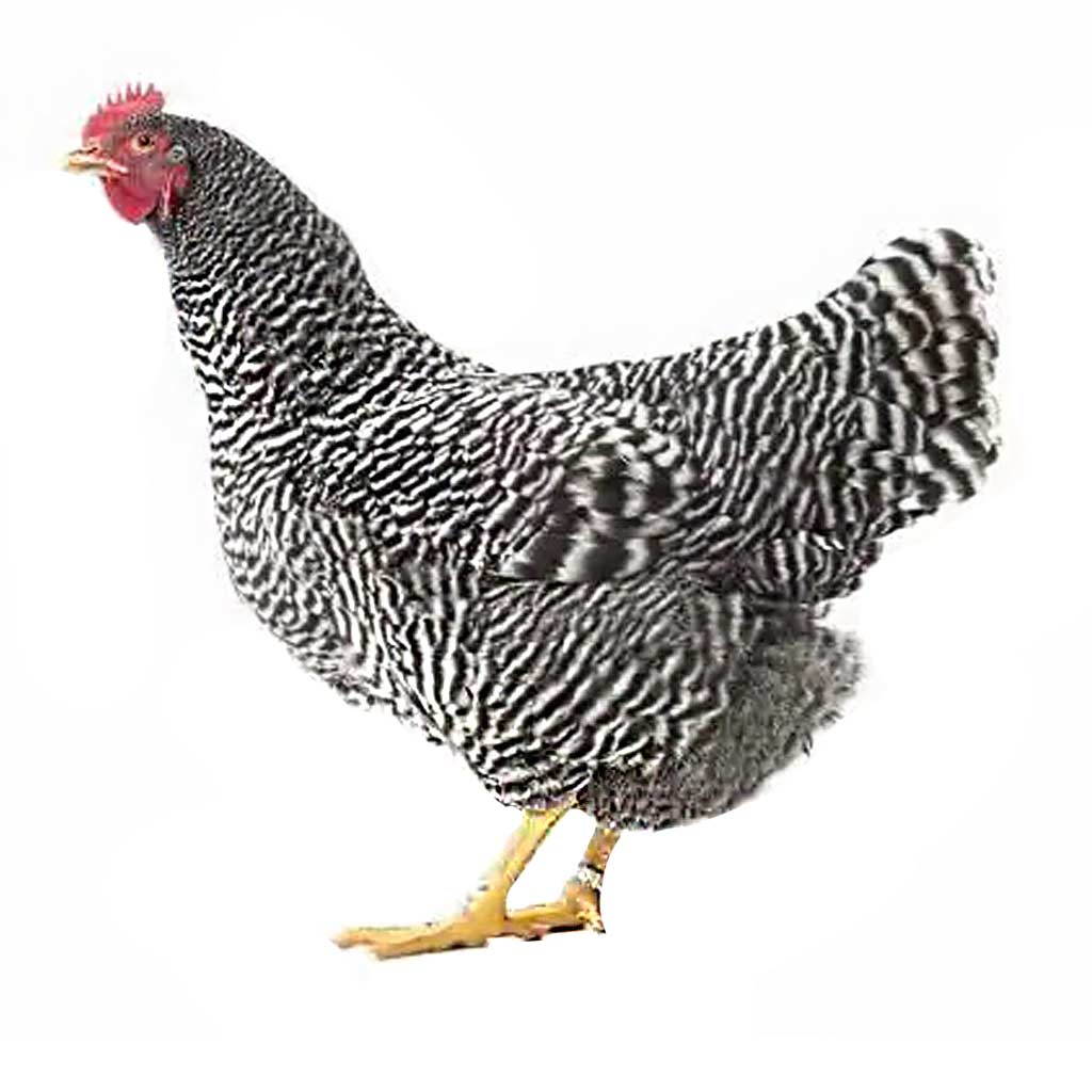 DV - FREY'S DAY OLD IRONA PULLETS