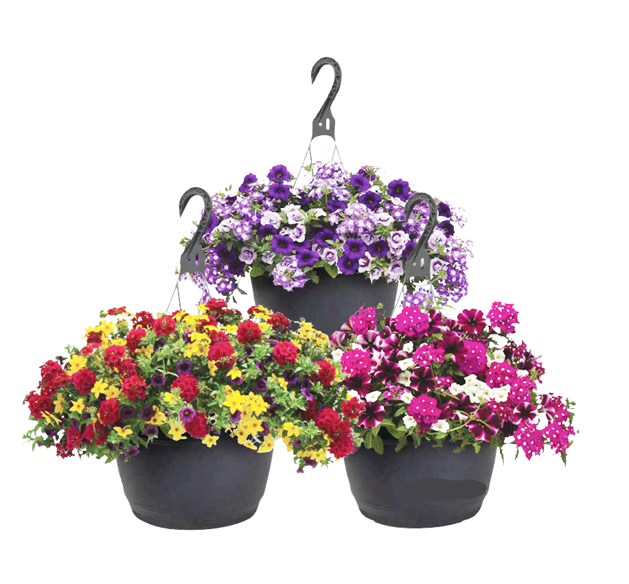 SNIPPE GREENHOUSE 10&quot; HANGING BASKET ASST'D