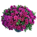 SNIPPE HARDY MUM 10&quot;