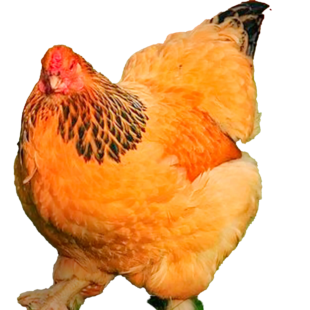 DV - FREY'S READY TO LAY BUFF BRAHMA COCKERELS