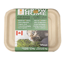 LUCKY KITTY CAT GRASS GROWING KIT WHEAT GRASS 200G