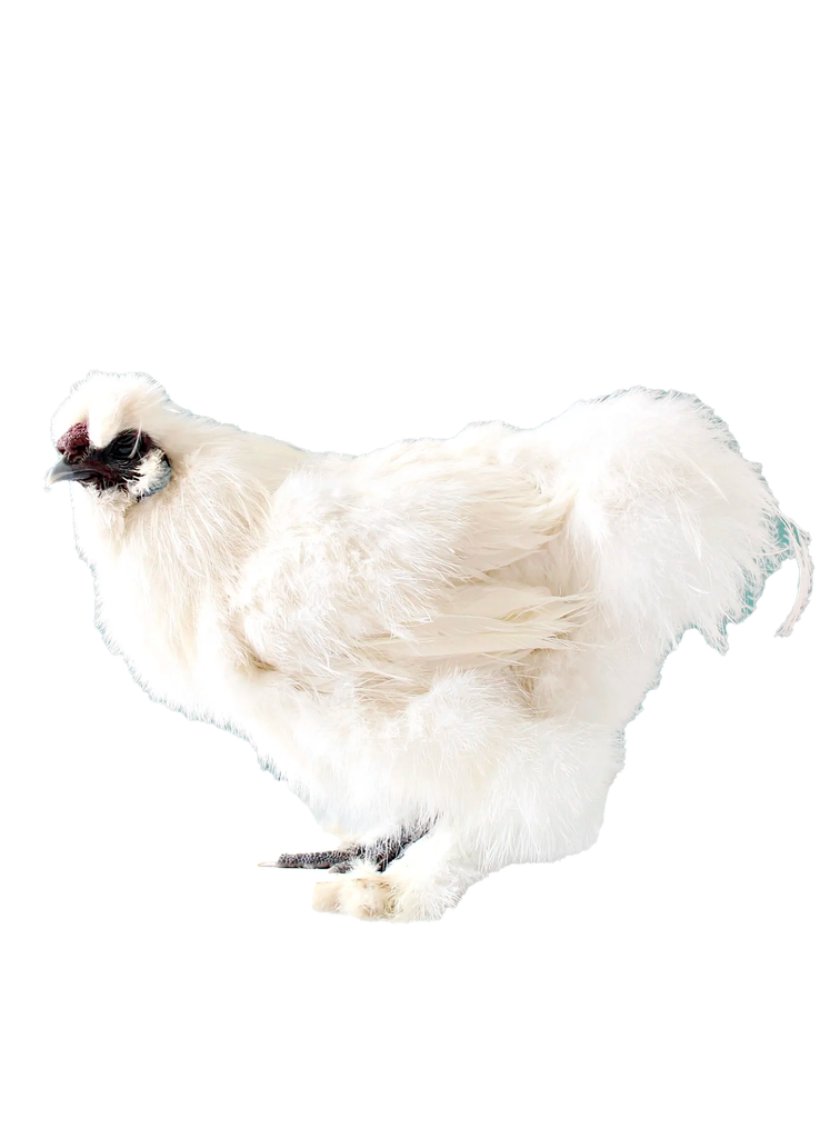 FREY'S READY TO LAY SILKIE SPECIALTY COCKEREL