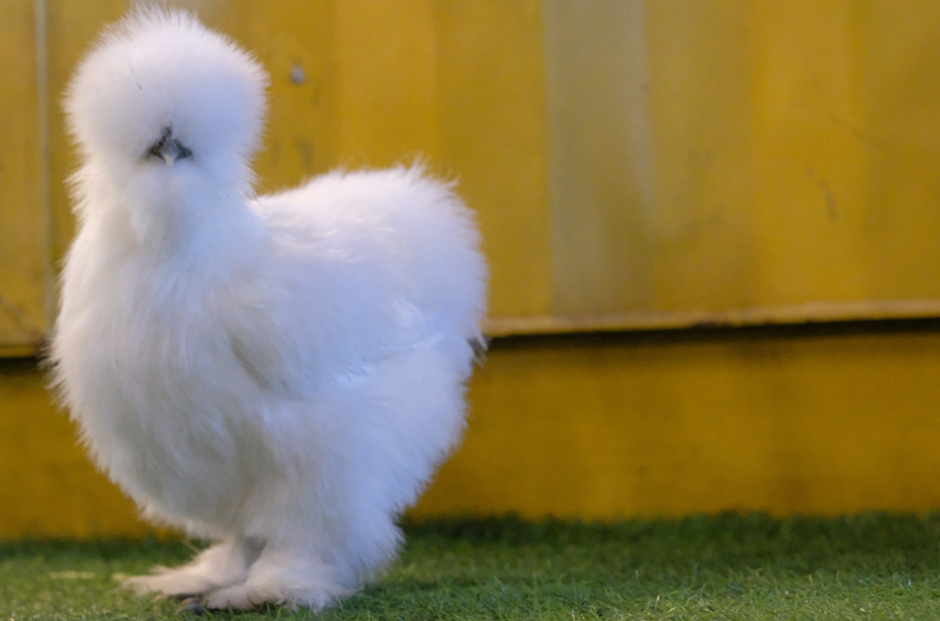 FREY'S READY TO LAY SILKIE SPECIALTY PULLETS