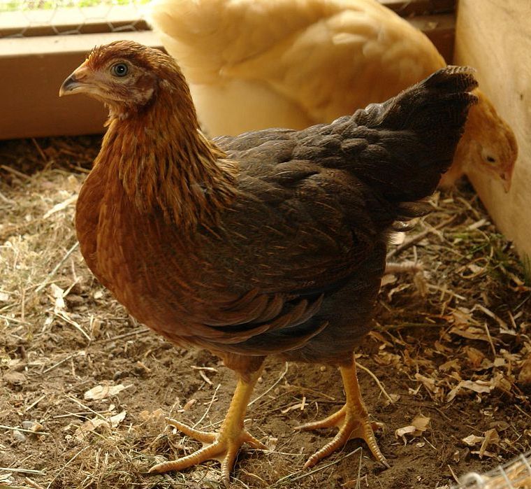 FREY'S READY TO LAY WELSUMMER PULLETS