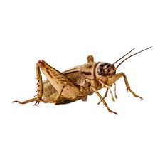 [10038778] CRICKETS 3/4&quot; 25PK