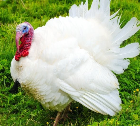 [10070148] FREY'S DAY OLD TURKEY LARGE WHITE NON-SEXED