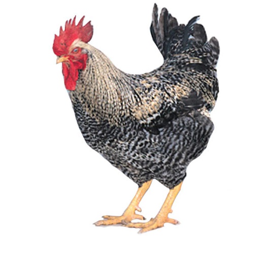 [10078634] FREY'S READY TO LAY BLACK SEX LINK COCKEREL