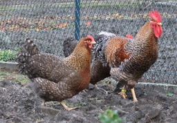 [10080690] FREY'S READY TO LAY RHODEBAR PULLETS