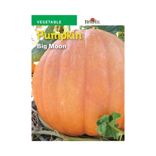 [10081106] BURPEE PUMPKIN - BIG MOON