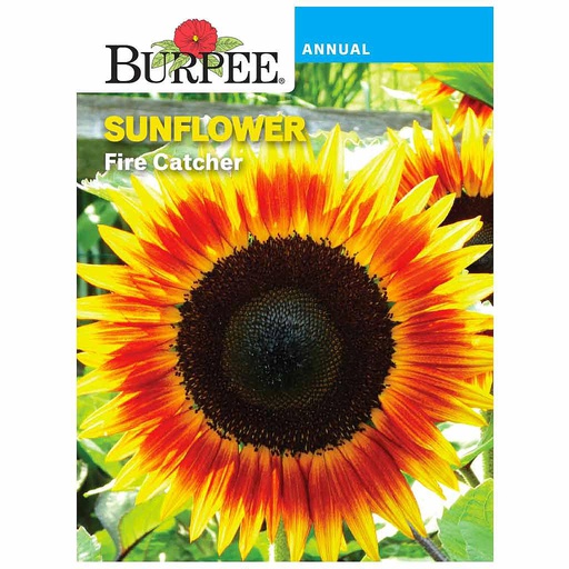 [10081168] BURPEE SUNFLOWER - FIRE CATCHER