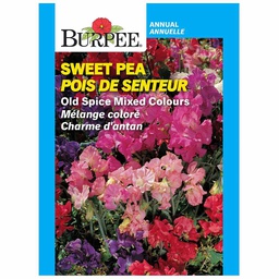 [10081230] BURPEE SWEET PEA - OLD SPICE MIXED COLOURS