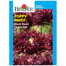 [10081240] BURPEE POPPY - BLACK SWAN